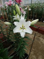 [5683 VZ W09 3249-04 No01.JPG]